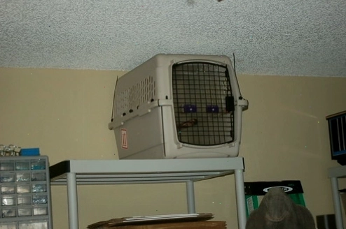 Modified portable bird cage for travel with small parrots