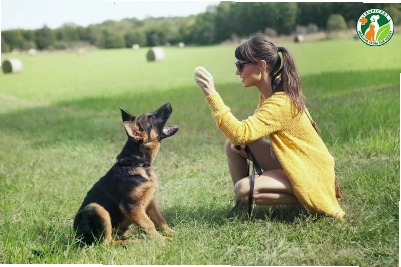 Chăm sóc chó becgie trưởng thành