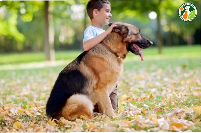 Huấn luyện chó becgie nghe lời chủ nhân