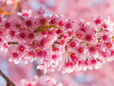 Mãn nhãn với bộ ảnh hoa đẹp tự nhiên, tràn đầy sức sống