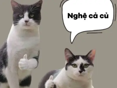 Câu nói hài hước TikTok giúp bạn xả stress tức thì