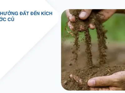 Bí quyết cách trồng khoai lang đạt năng suất cao và củ to
