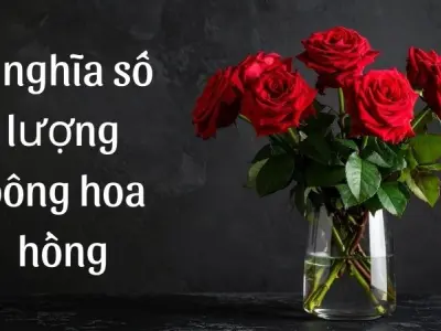 Giải mã ý nghĩa số lượng bông hoa hồng trong cuộc sống