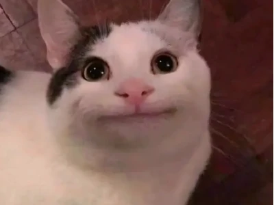 750+ Avatar Meme Mèo Bựa Hài Hước Cho Mạng Xã Hội 2026