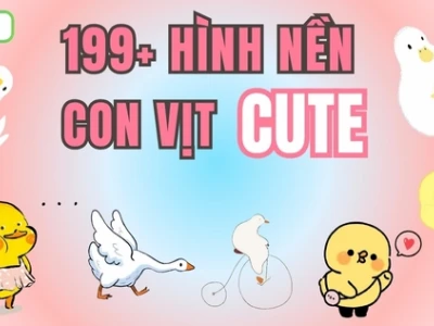 Avatar Vịt Cute Tổng hợp hình ảnh đáng yêu và độc đáo